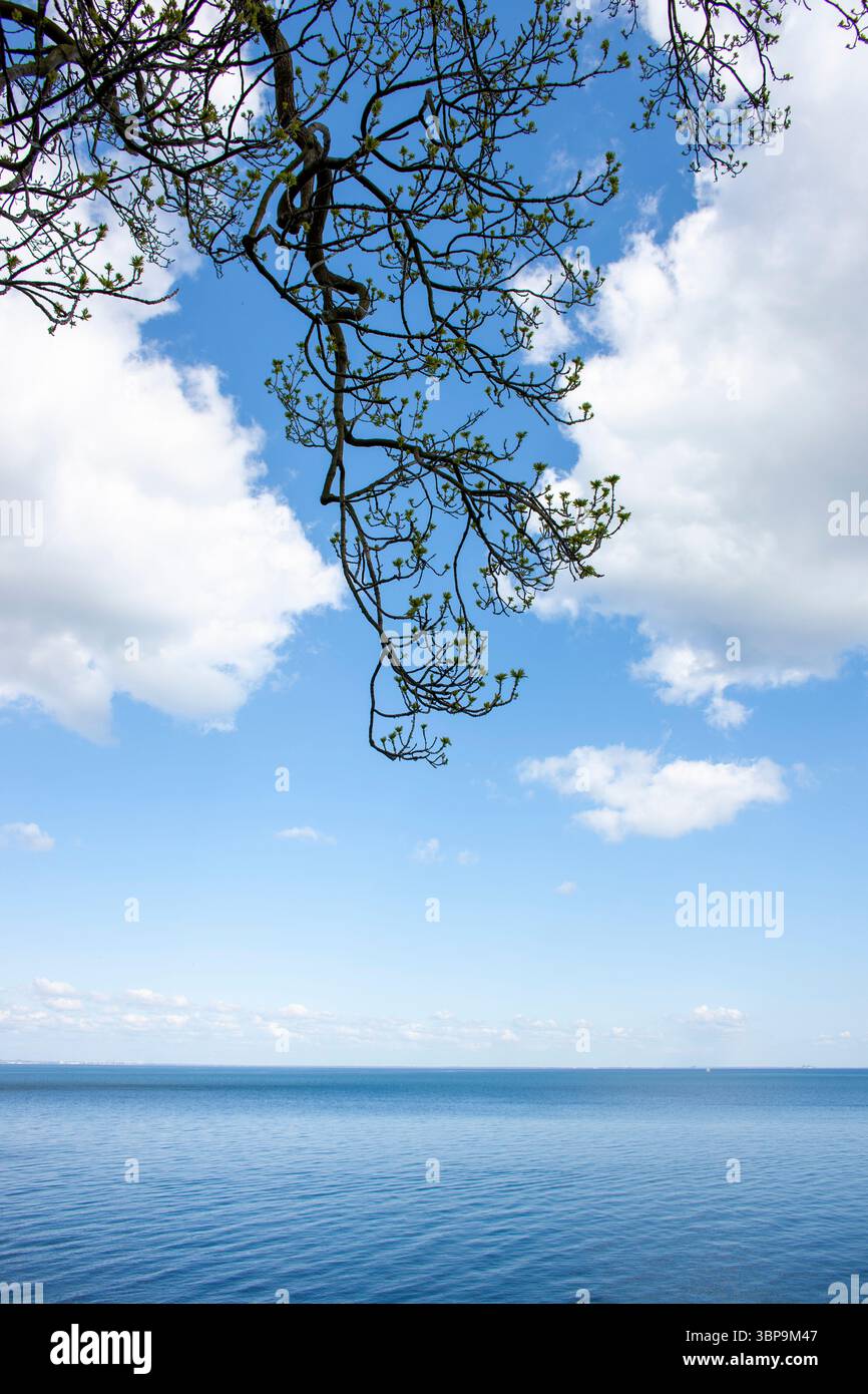 Il ramo con foglie in erba si estende su un mare tranquillo sotto un cielo parzialmente nuvoloso. Foto Stock
