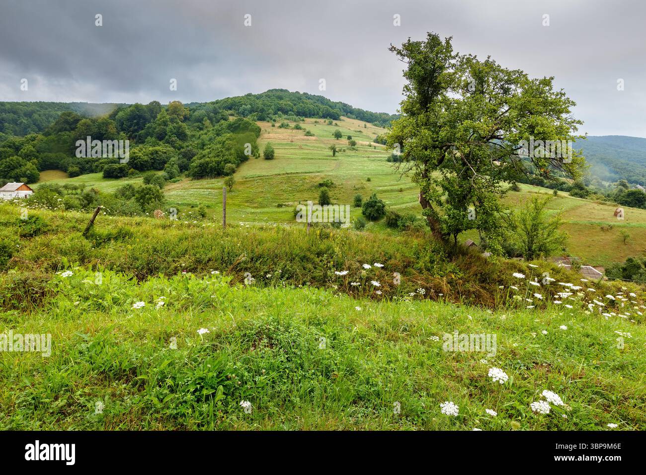 paesaggio rurale con campo su una collina in estate. tempo tempestoso e cielo coperto. ambiente agricolo biologico. destinazione eco-turistica nell'euro orientale Foto Stock