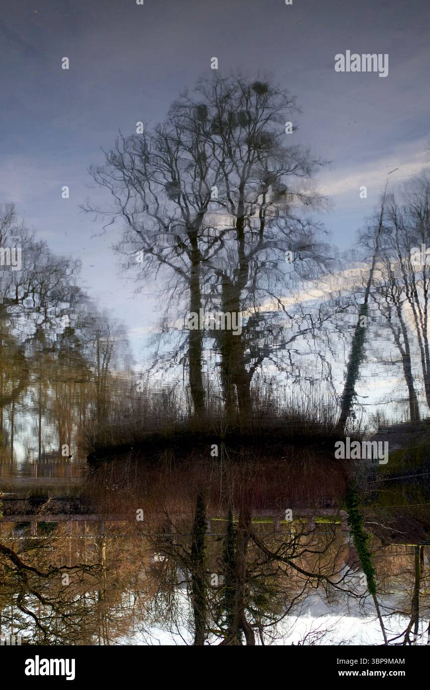 Riflesso di alberi senza foglie su una superficie d'acqua calma che crea una silhouette artistica. Weser Uplands, Germania Foto Stock
