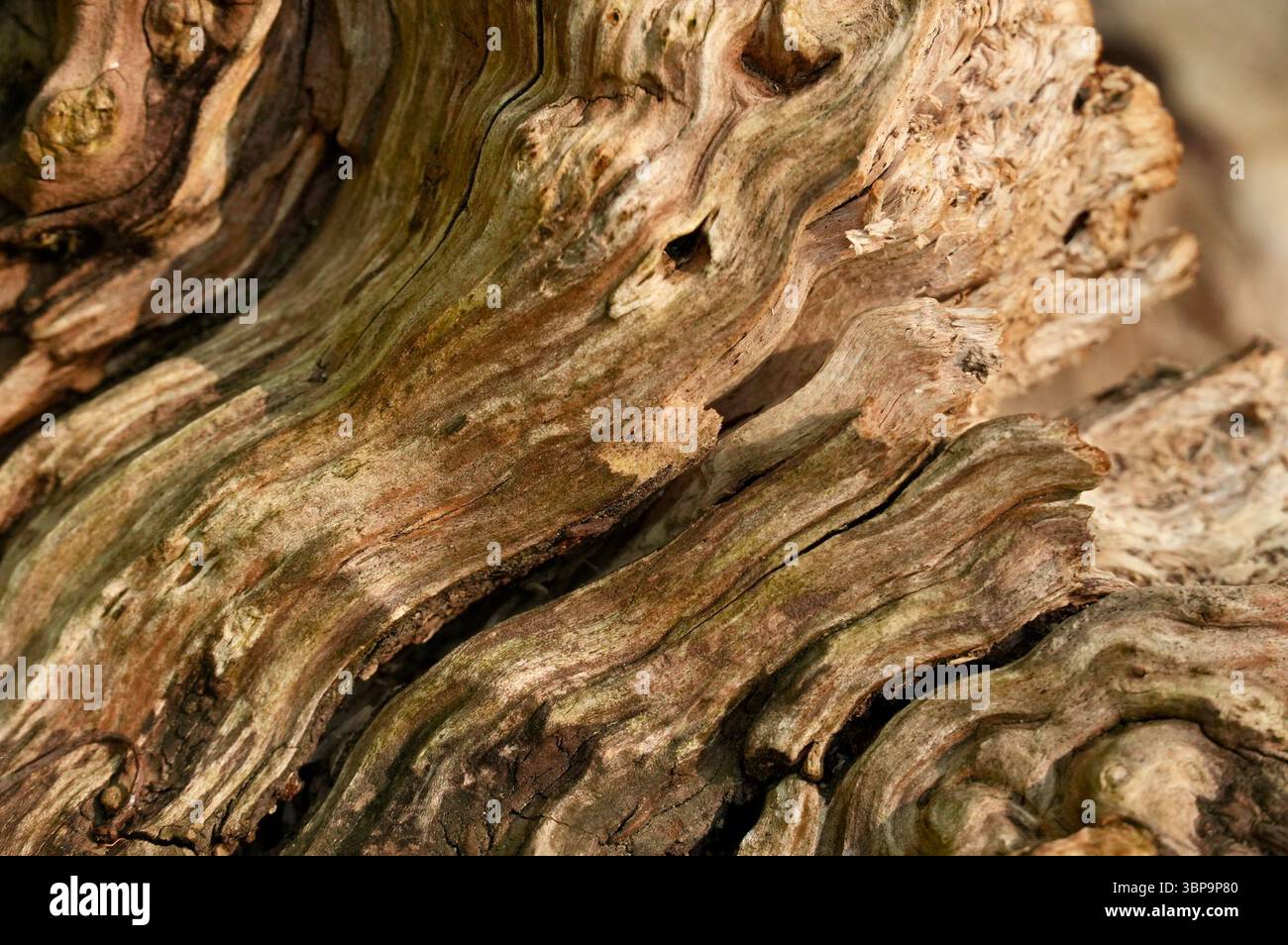 Taglio di un vecchio albero. Sfondo foto, primo piano albero Foto Stock