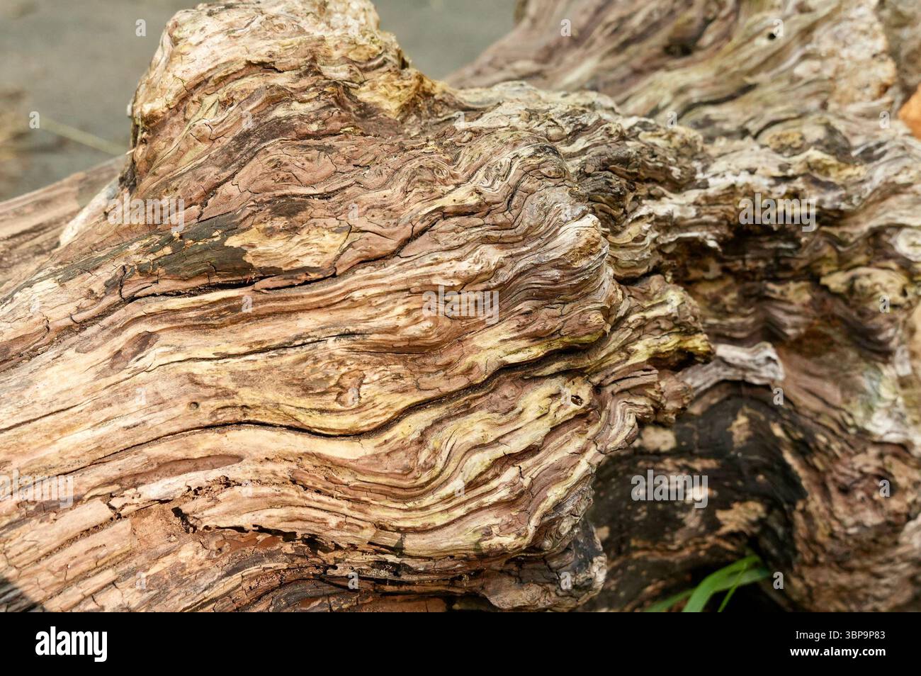 Taglio di un vecchio albero. Sfondo foto, primo piano albero Foto Stock