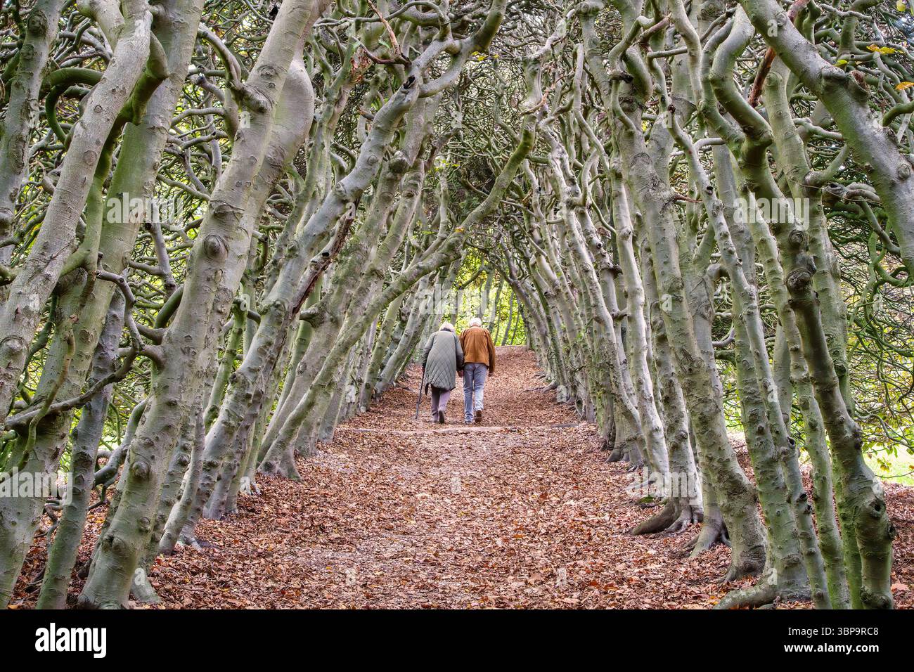 Oosterbeek, Paesi Bassi - 27 ottobre 2022: Anziana coppia olandese che cammina in una siepe di alberi secolari a Oosterbeek, Paesi Bassi Foto Stock