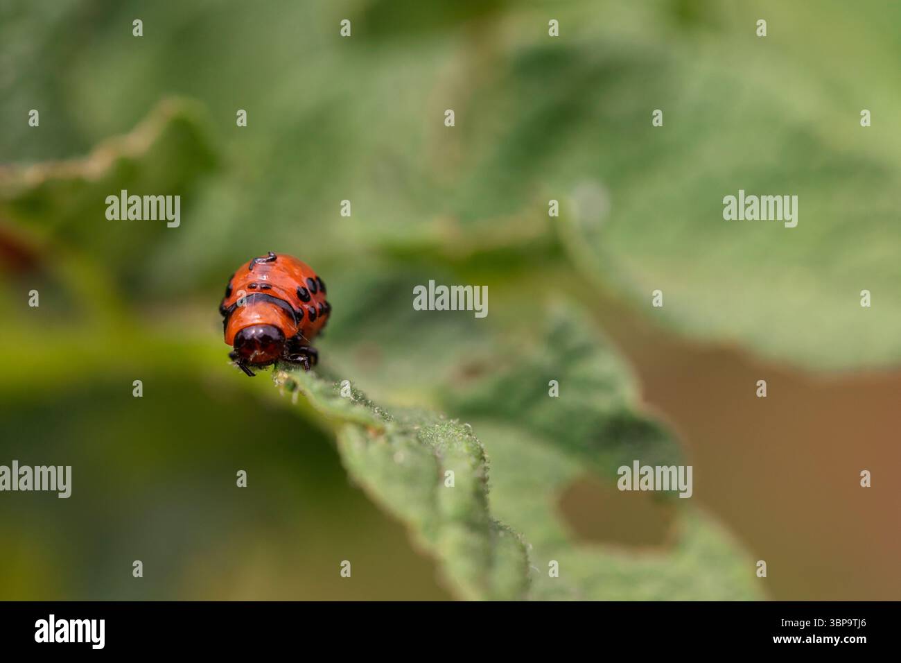 Minaccia agricola: Coleottero di patate del Colorado Larva che si nutre di fogliame, primo piano di insetti macro per temi di agricoltura e di entomologia Foto Stock