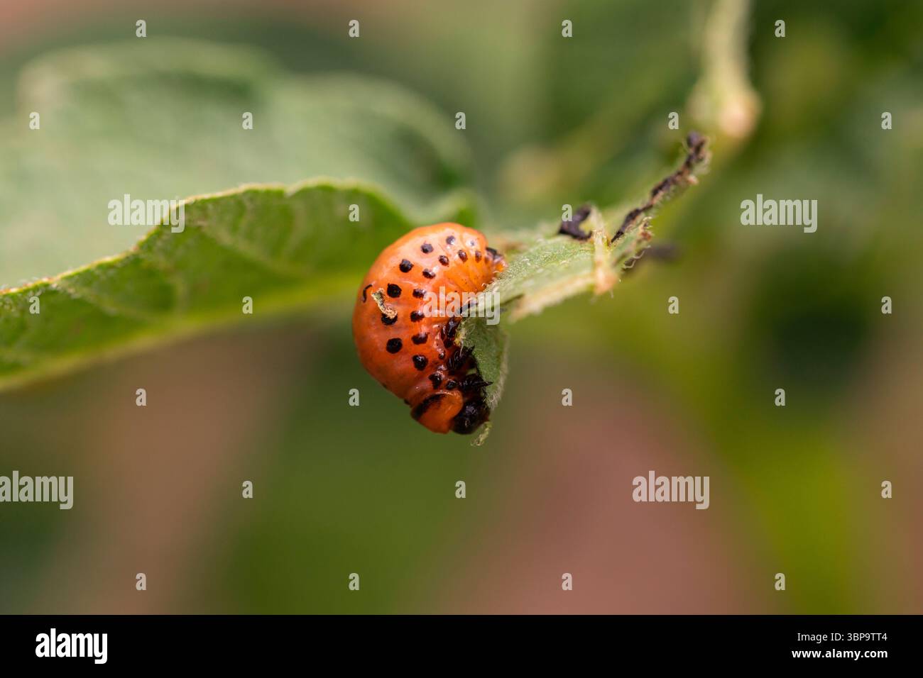 Orange Colorado Beetle Larva con macchie nere, foto di insetti macro scattata in un giardino all'aperto, ideale per l'uso in magazzino e editoriale Foto Stock
