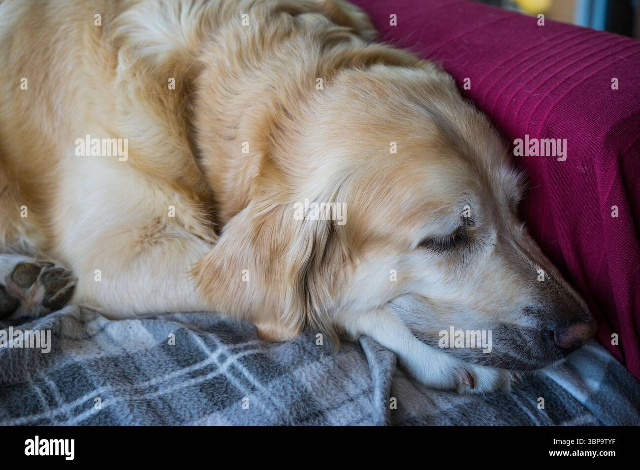 Primo piano di un Golden Retriever Sleeping, Regno Unito. Foto Stock