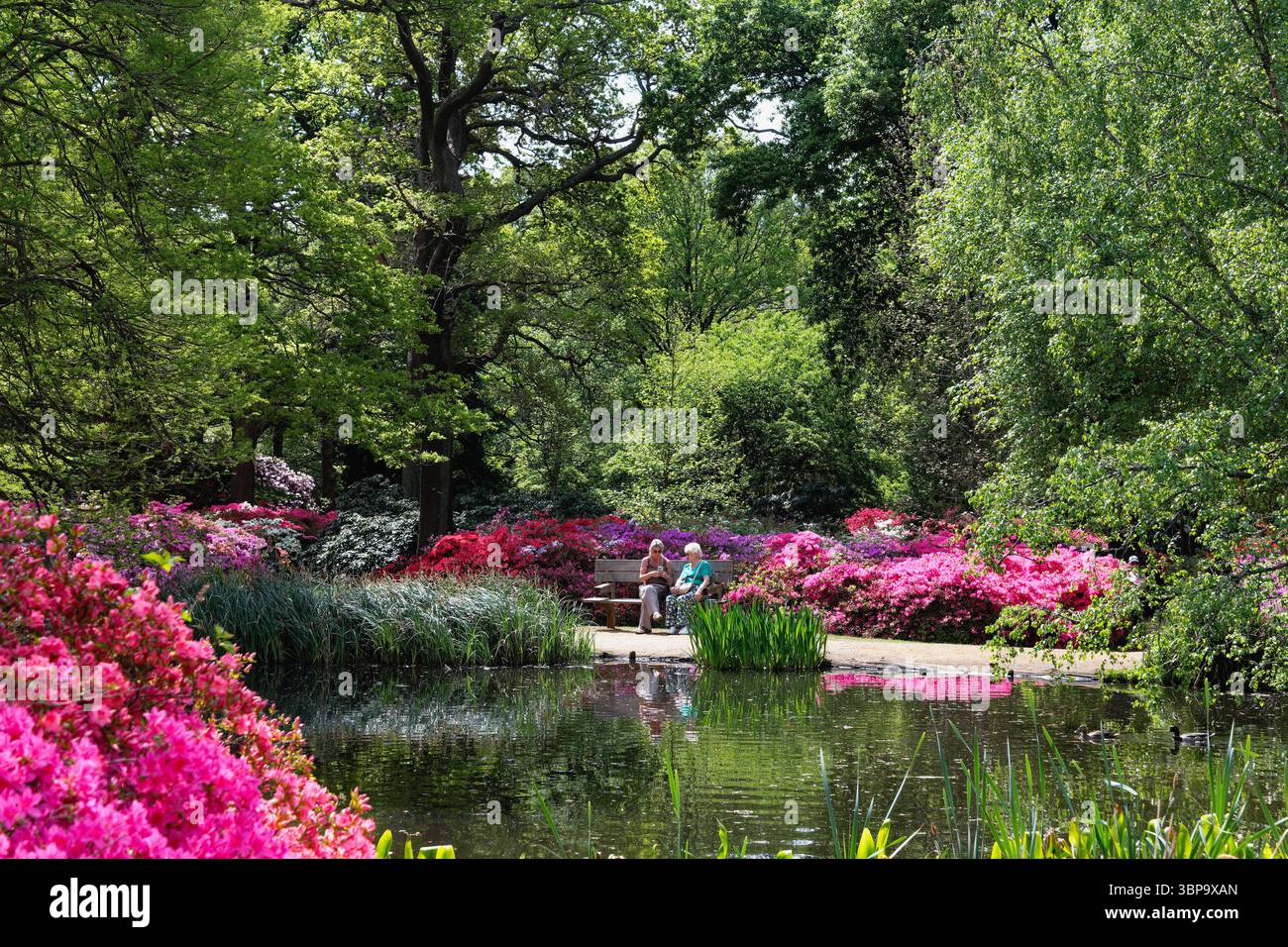 Isabella Plantation con Rhododendri e Azaleas in piena fioritura, Richmond Park West London Inghilterra Regno Unito Foto Stock