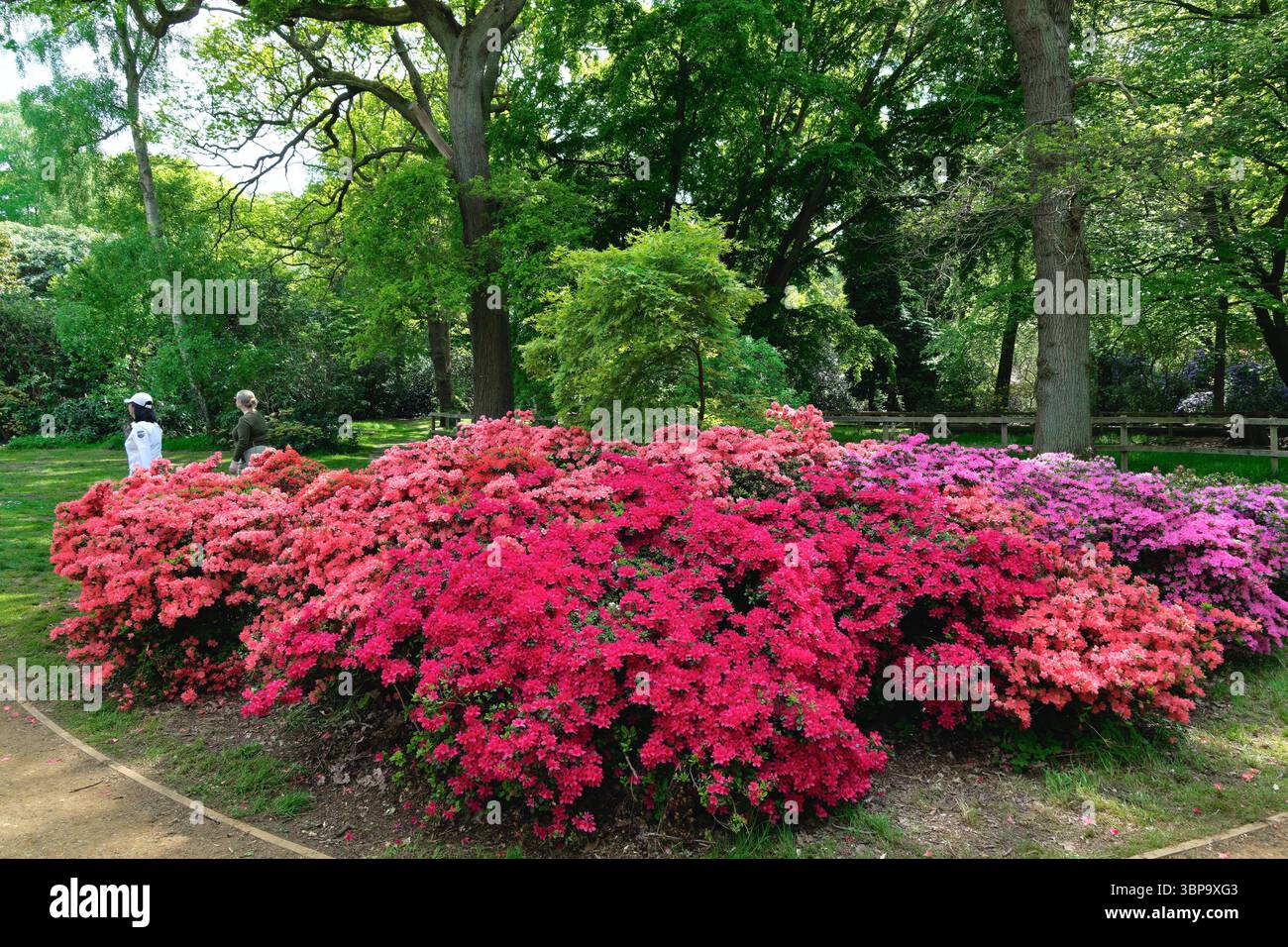 Isabella Plantation con Rhododendri e Azaleas in piena fioritura, Richmond Park West London Inghilterra Regno Unito Foto Stock