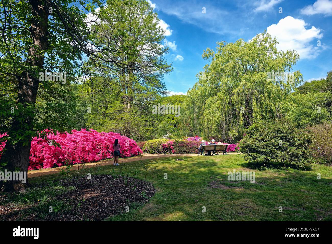 Isabella Plantation con Rhododendri e Azaleas in piena fioritura, Richmond Park West London Inghilterra Regno Unito Foto Stock