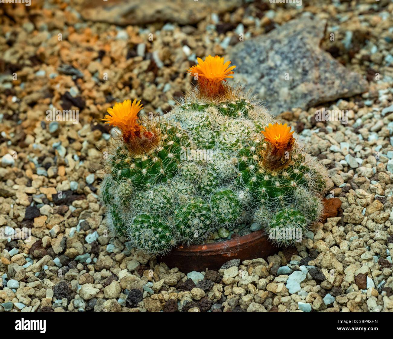 Cactus, Mammillaria surculosa, Cactaceae. A nord est del Messico. Foto Stock