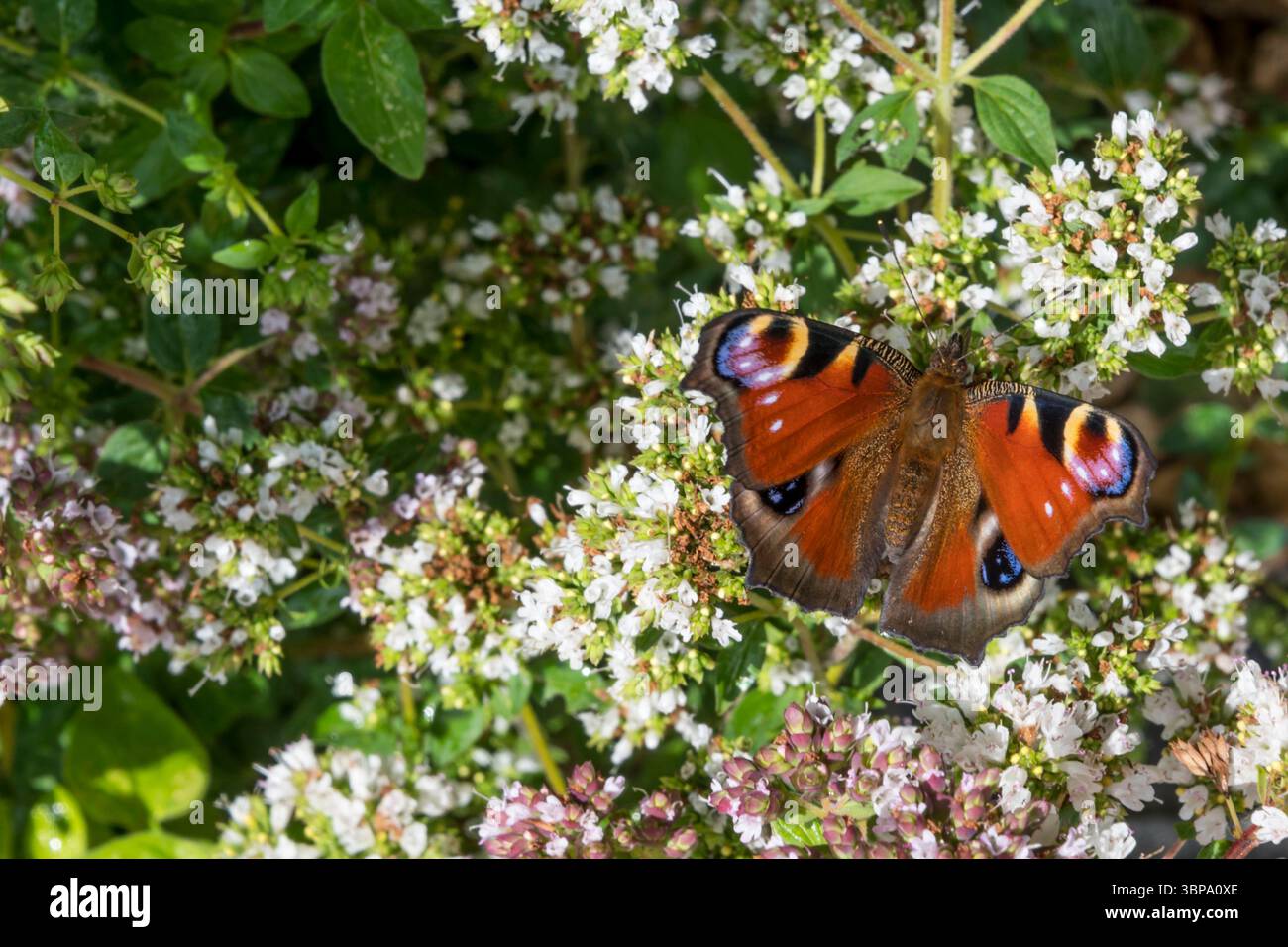 Una farfalla pavone, Aglais io, in un giardino del Norfolk. Foto Stock