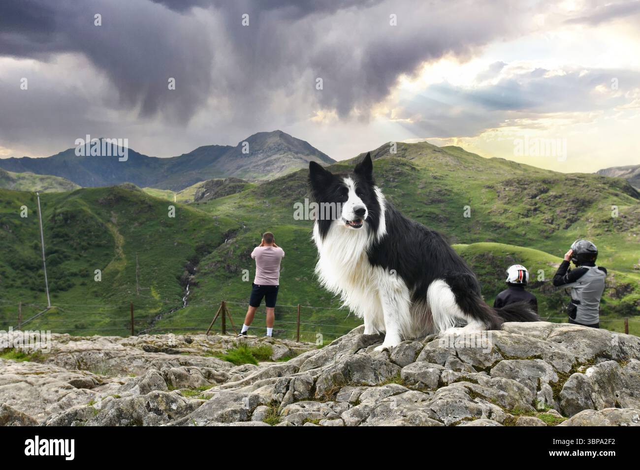 Border Collie pecora Snowdonia, Galles, Regno Unito Foto Stock