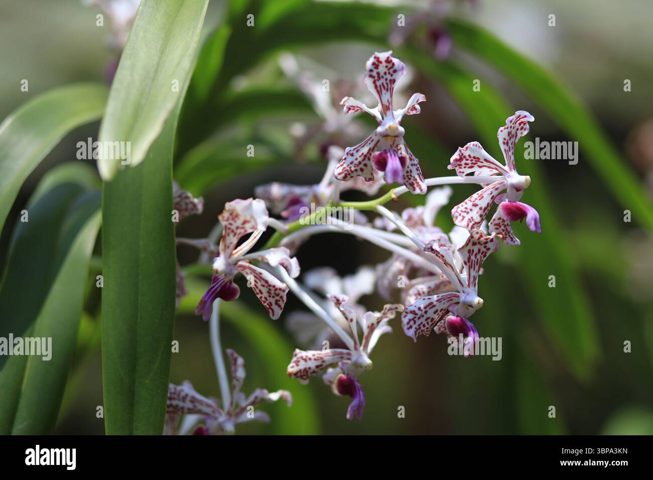 Fiori Vanda suavis o vanda tricolore, a forma di ragno, con tre colori dominanti in un unico petalo, bianco, rosso brunastro e viola. Foto Stock