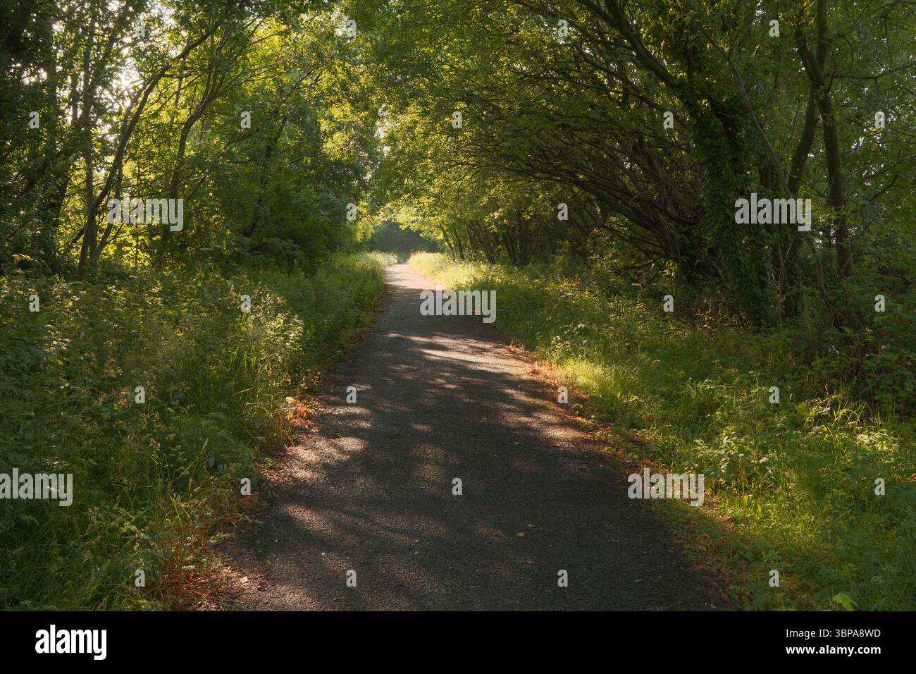 West Fife Way sotto il sole estivo Foto Stock