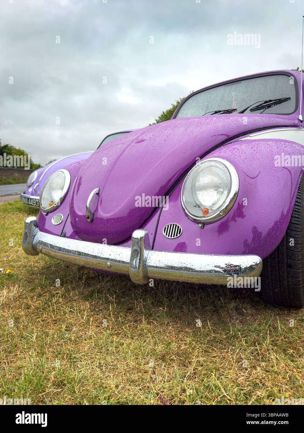 Due Maggiolini Volkswagen vintage viola parcheggiati sull'erba con alberi sullo sfondo in una giornata nuvolosa - Immagine stock catturata con smartphone