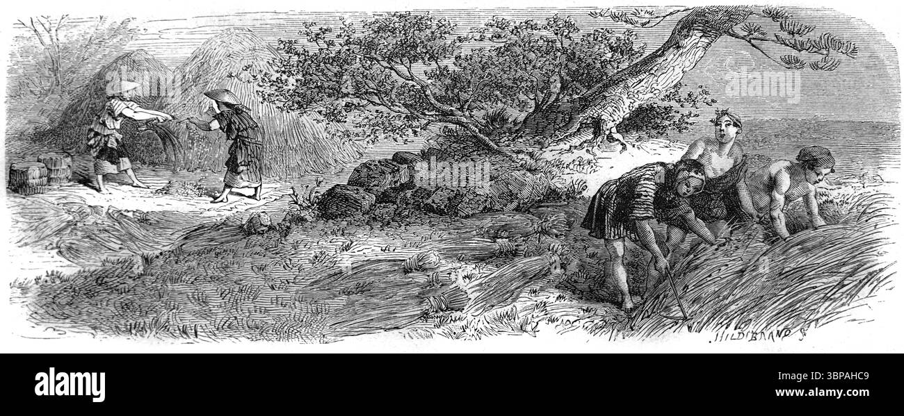 Raccolta del riso in Giappone. Incisione vintage o storica o illustrazione 1866 Foto Stock