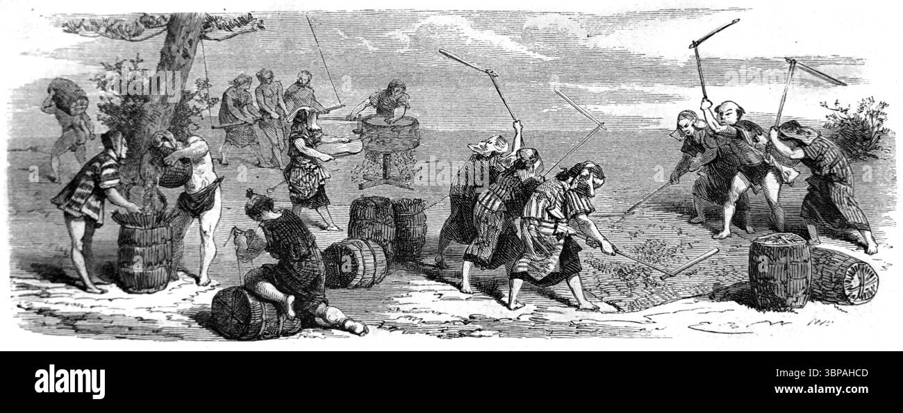 Lavoratori agricoli giapponesi che battono, trebbiano o schiacciano il raccolto di riso in Giappone. Incisione vintage o storica o illustrazione 1866 Foto Stock