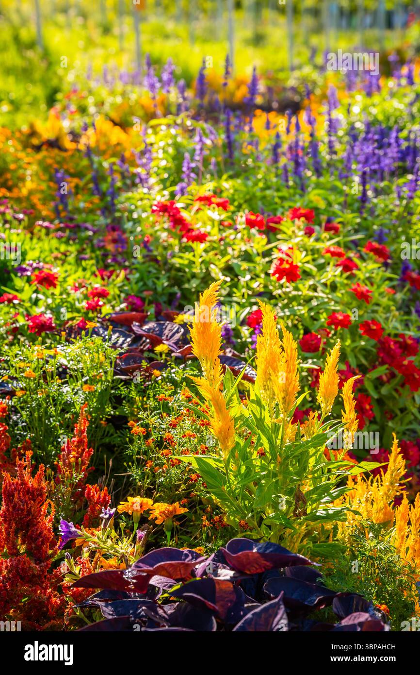 Aiuole colorate in giardino o parco Foto Stock