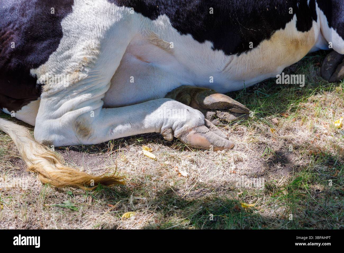 Vista ravvicinata di uno zoccolo di mucca riposante in un campo verde, che mette in risalto le texture e le forme uniche del suo zoccolo e dell'erba e della Terra circostanti Foto Stock