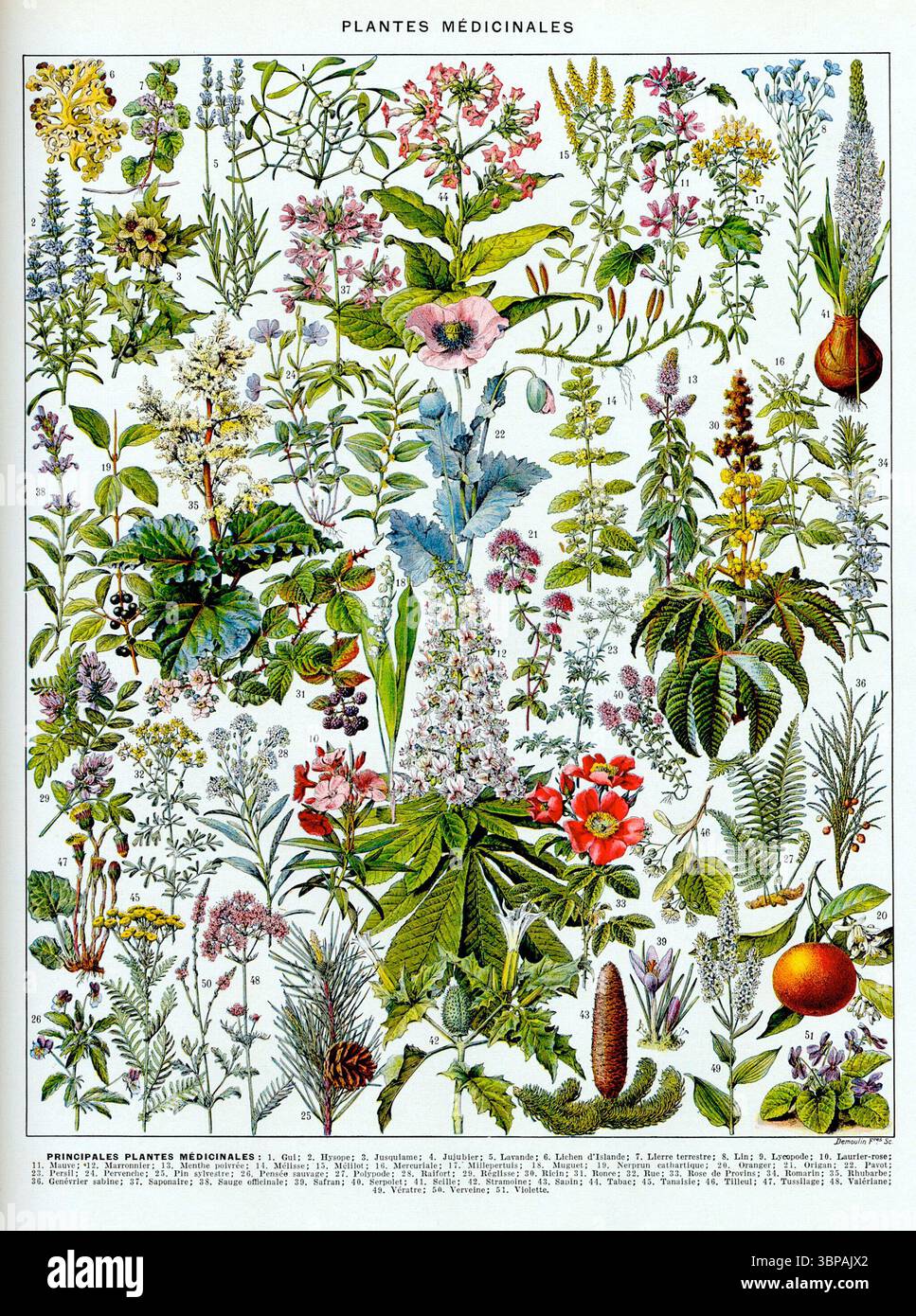 Plantes médicinales, planche 2 (piante medicinali, piatto 2), una carta botanica illustrata da Larousse du XXème siècle, 1932. Questa piastra dettagliata mette in evidenza una varietà di erbe medicinali e piante tradizionalmente apprezzate per le loro proprietà curative. Foto Stock