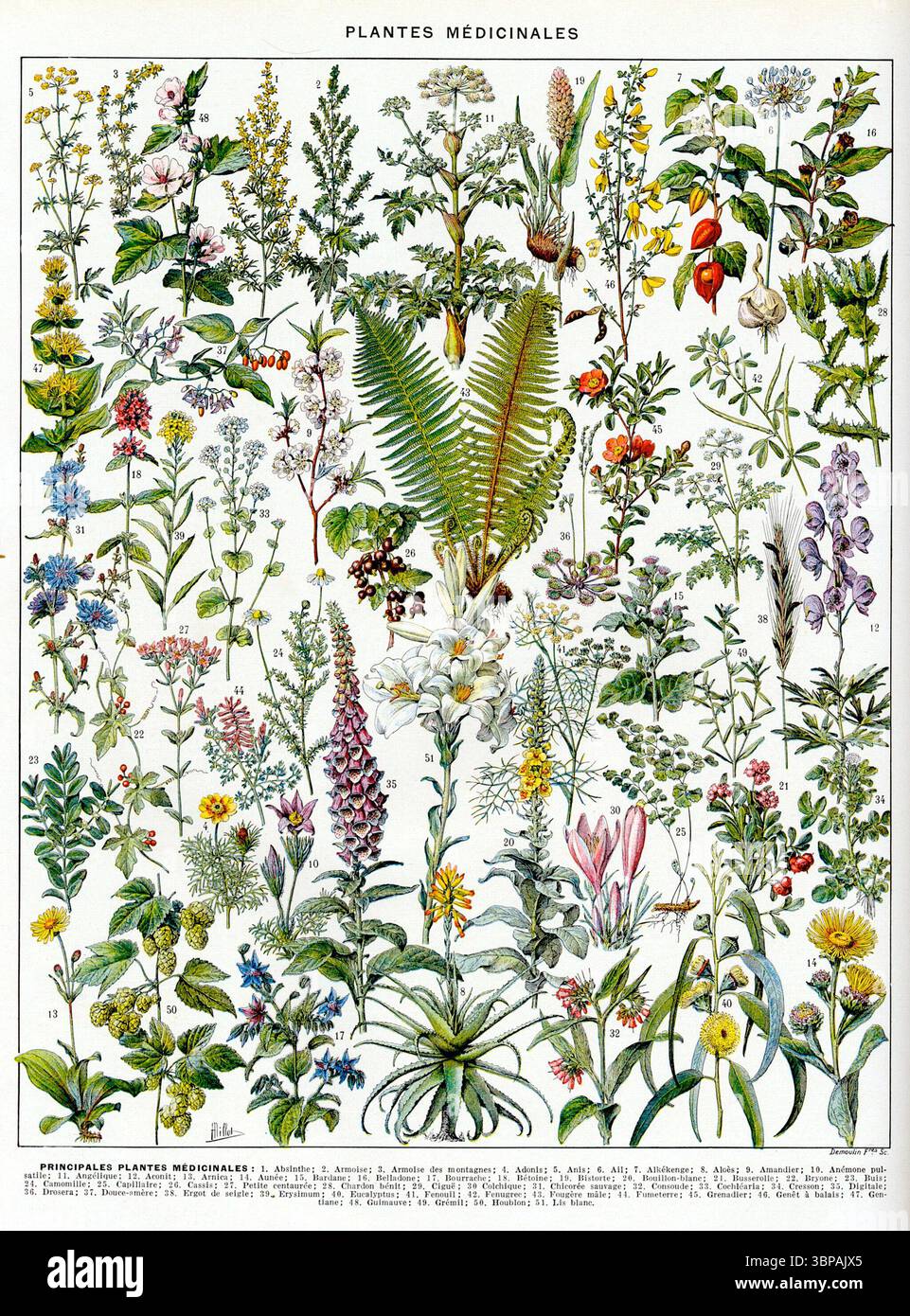 Plantes médicinales, planche 1 (piante medicinali, piatto 1), una carta botanica illustrata da Larousse du XXème siècle, 1932. Questa illustrazione dettagliata identifica e raffigura una varietà di erbe e piante mediche tradizionalmente utilizzate per scopi curativi. Foto Stock