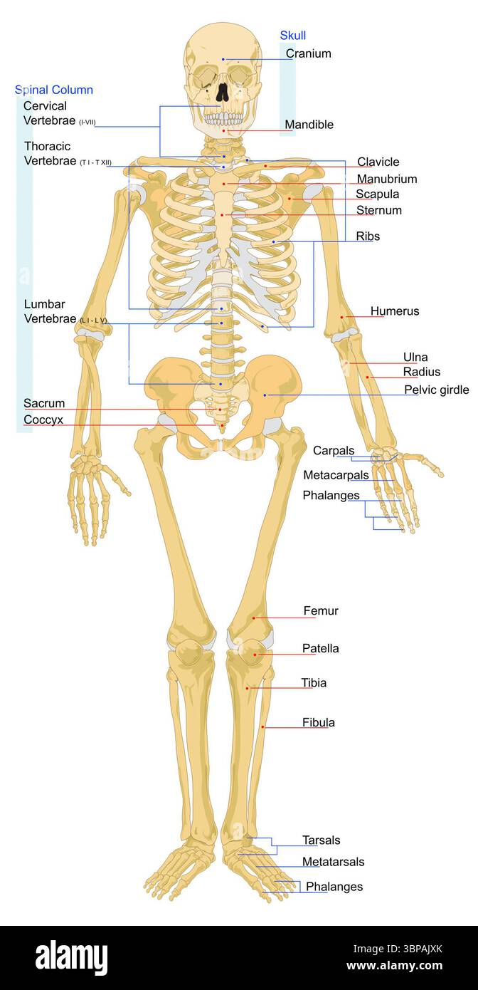 Diagramma di uno scheletro umano femminile, con linee rosse che identificano singole ossa etichettate in forma singolare, e linee blu che indicano gruppi di ossa etichettate in forma plurale. Creato da Mariana Ruiz Villarreal come riferimento anatomico educativo. Foto Stock