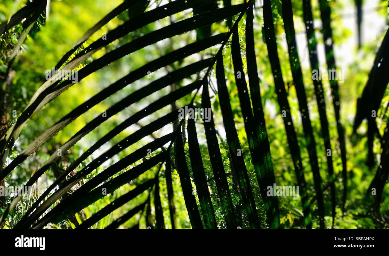 foglie di palma verde nella fitta giungla in ombra con effetti artistici Foto Stock