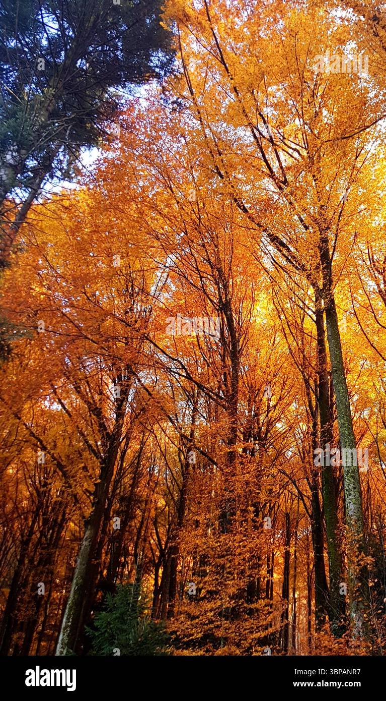 Alberi decidui che brillano con la luce gialla dorata dell'autunno in una fitta foresta Foto Stock