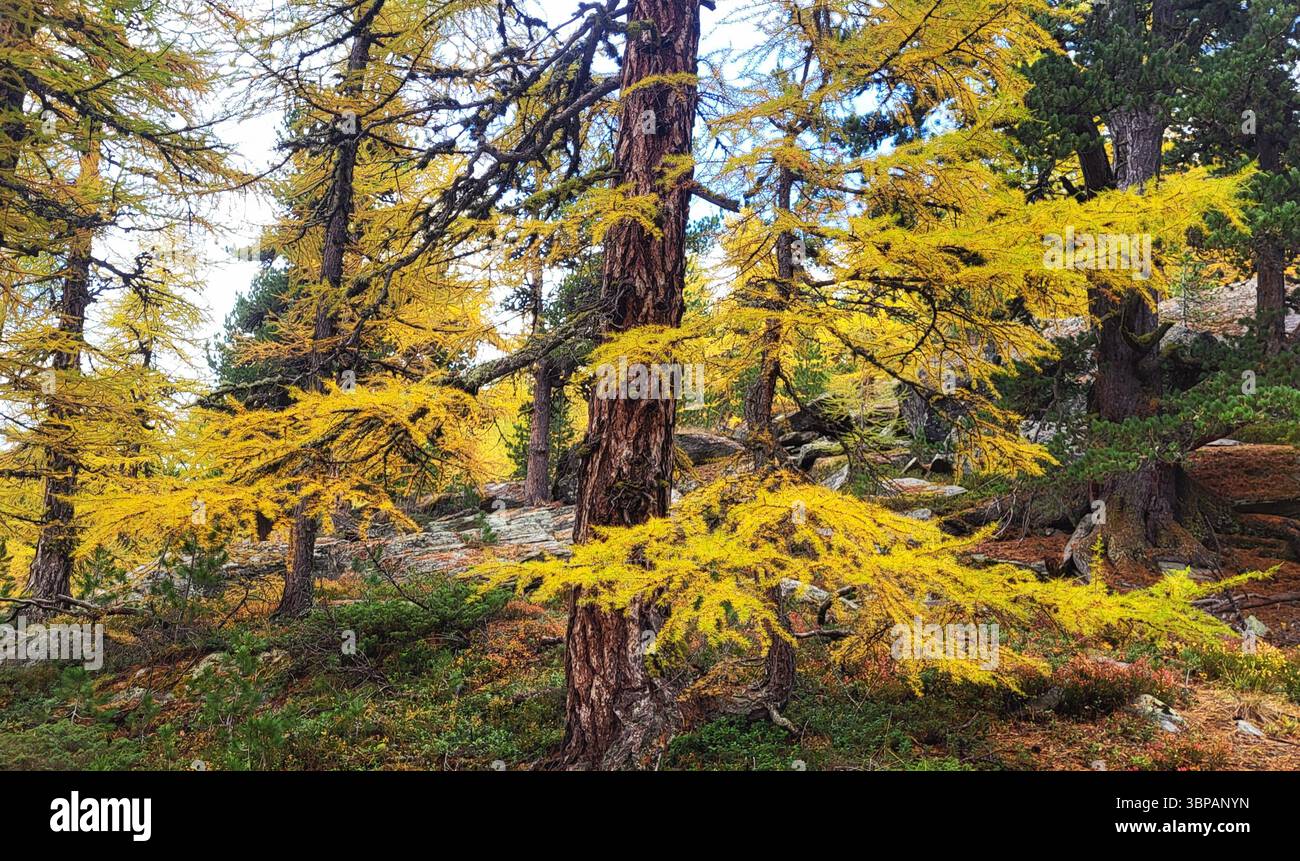 vecchio larice giallo nella luce d'autunno dorata nella fitta foresta delle montagne svizzere Foto Stock