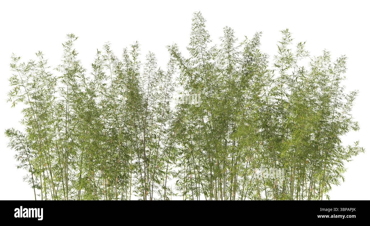 Alberi di bambù 3d su sfondo trasparente Foto Stock