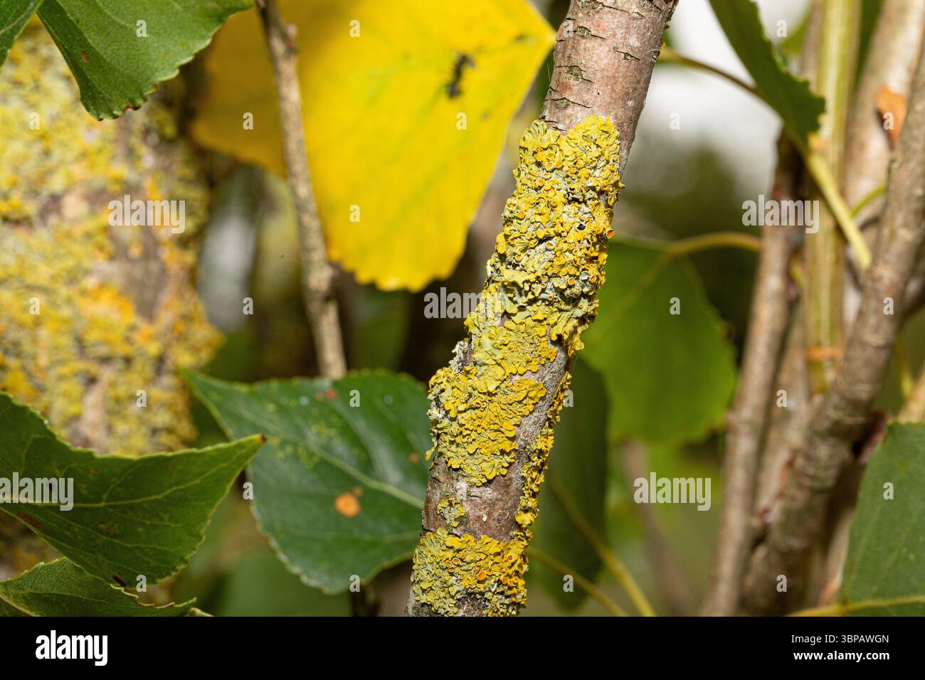 Primo piano del lichene d'arancia comune che cresce su un ramo d'albero, mostrando il suo colore e la sua consistenza vibranti Foto Stock