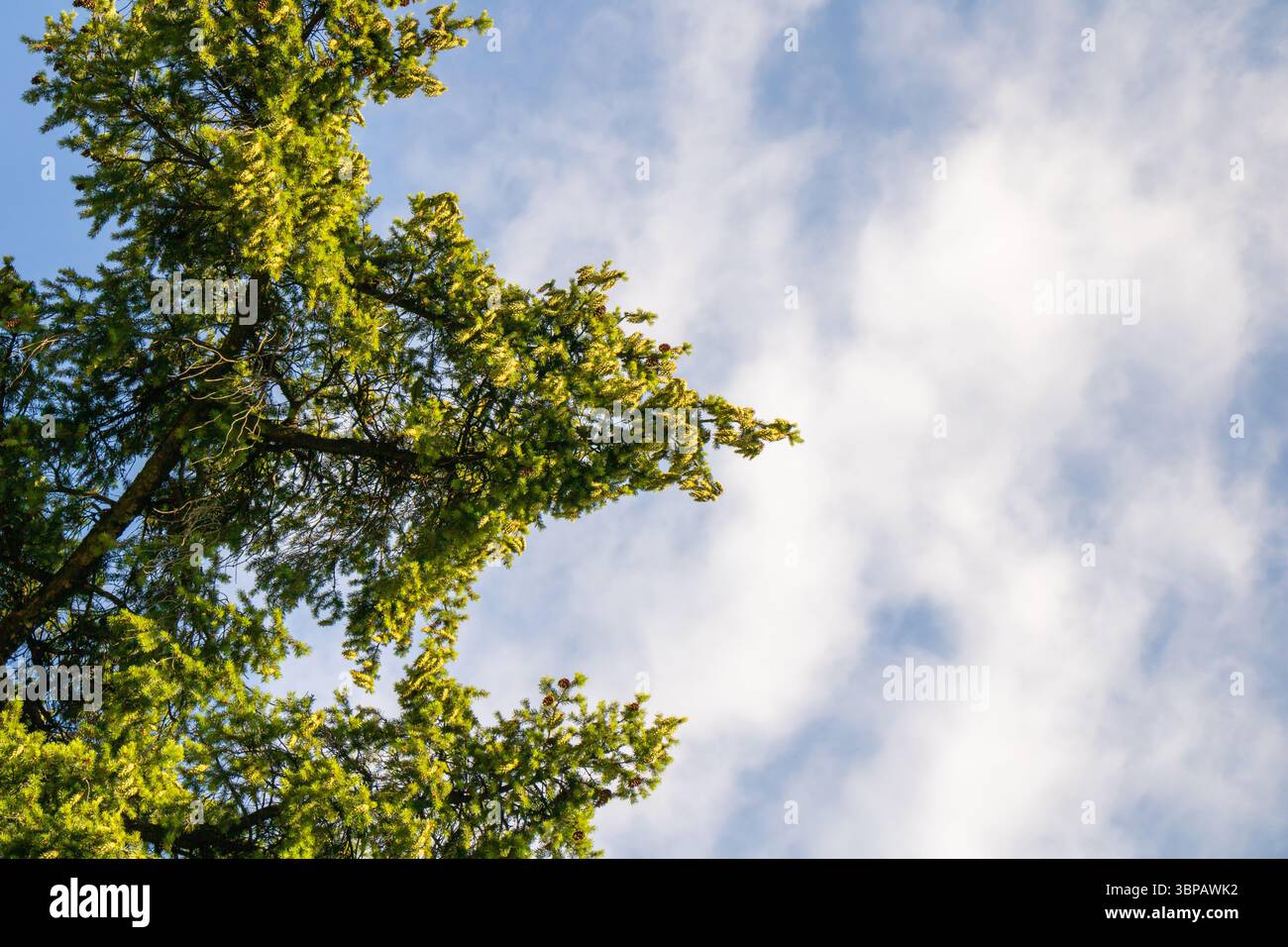I rami Evergreen si estendono verso il cielo, creando un contrasto vibrante con il blu brillante sopra. Le soffici nuvole bianche si spostano delicatamente sullo sfondo Foto Stock