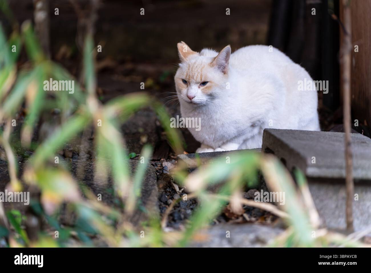 Un gatto a punta di fiamma con gli occhi azzurri che colpisce, seduto su gradini di pietra all'aperto a Kyoto, in Giappone. Foto Stock