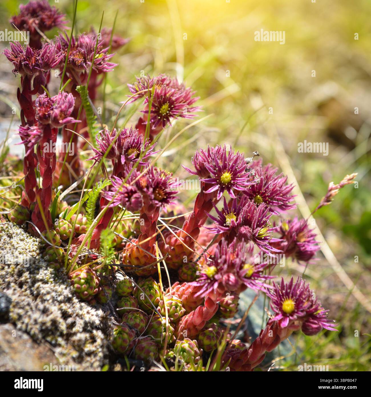 Primo piano di splendidi fiori rosa Sempervivum montanum o Houseleeks che crescono nel prato di montagna. Fiori selvatici nelle Alpi. Foto Stock