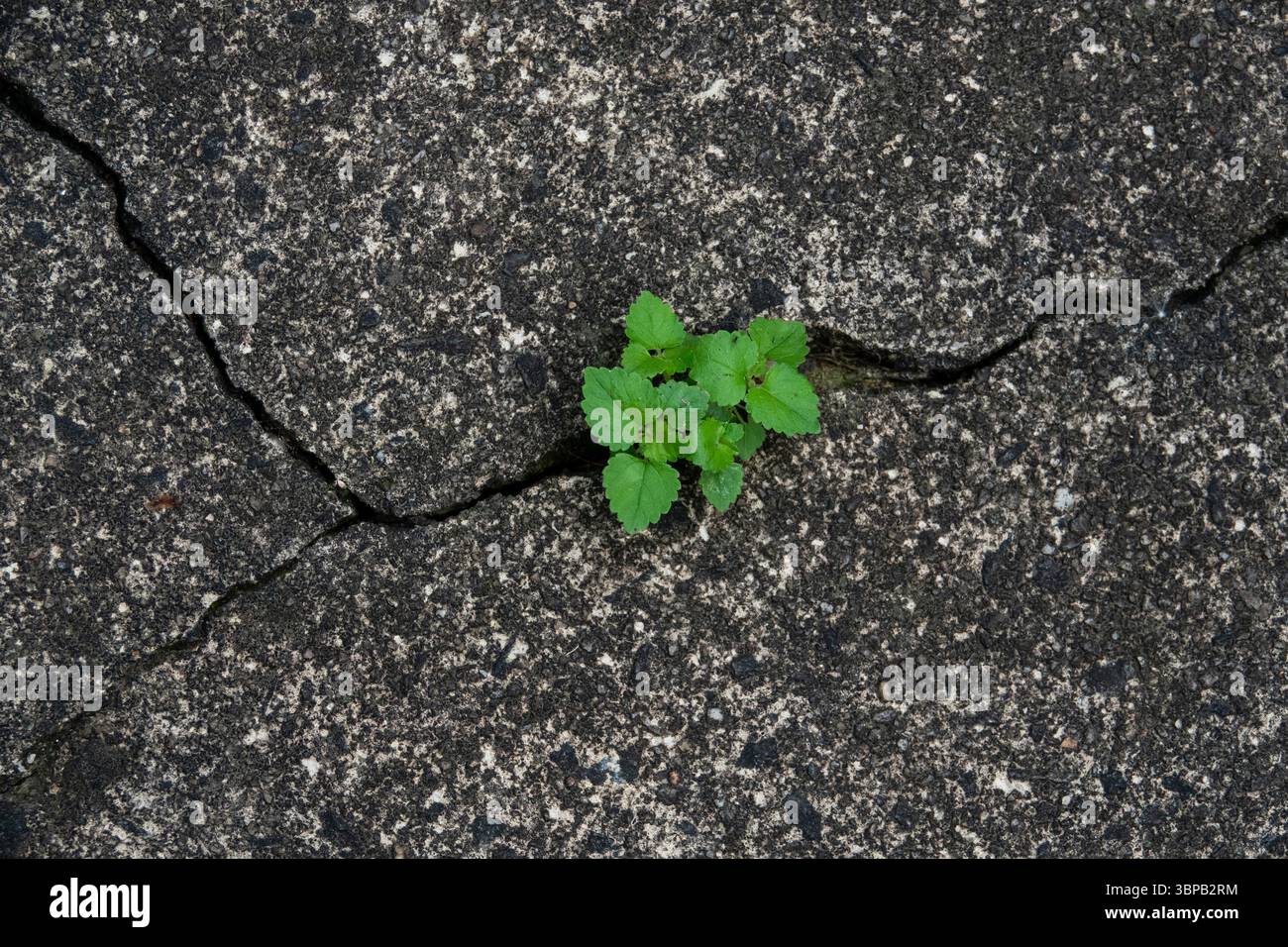Una pianta verde germoglia attraverso una crepa in cemento, dimostrando la volontà della vita di sopravvivere. Foto Stock