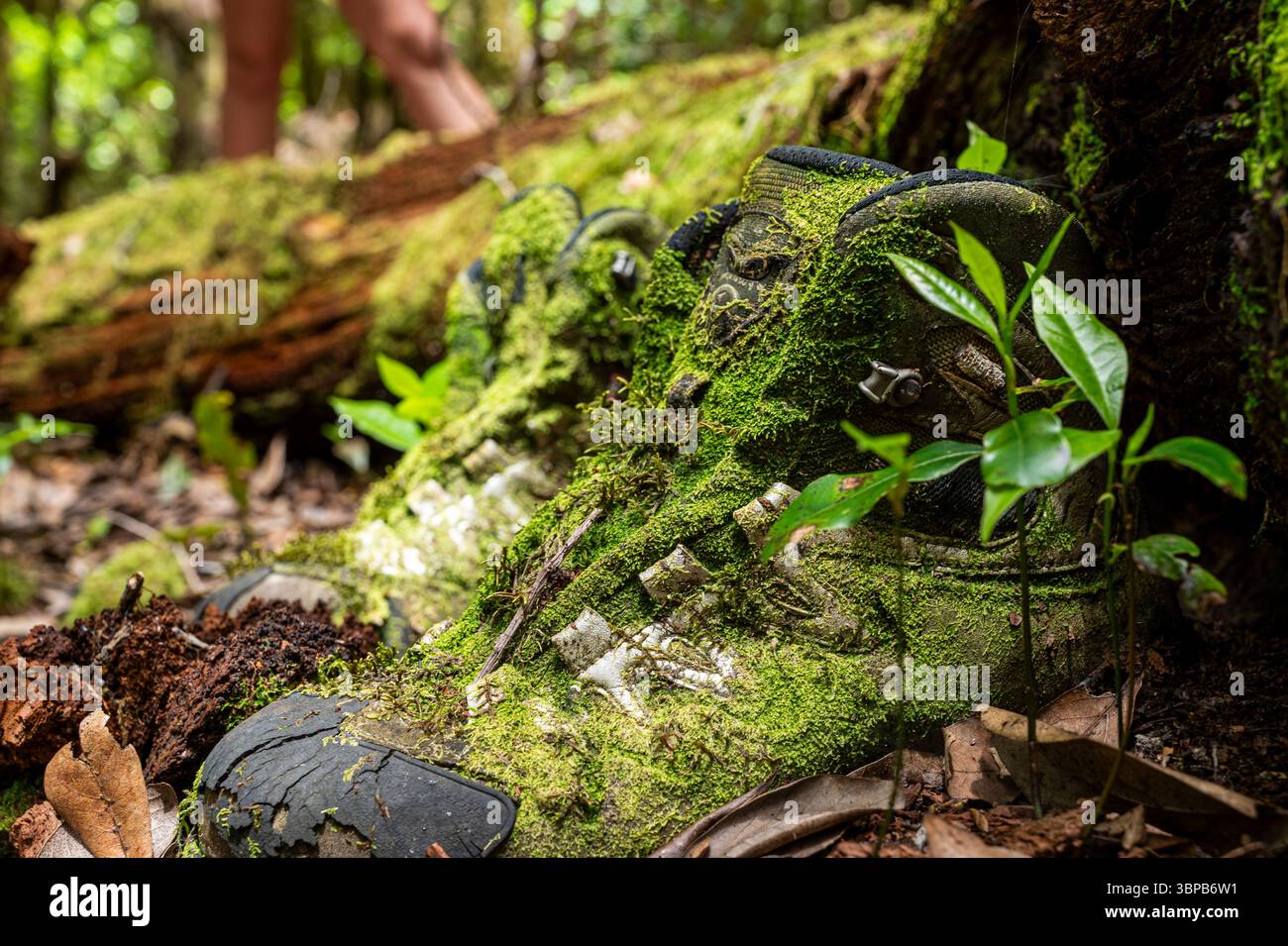 Un paio di scarpe sporche ricoperte di muschio e foglie. Le scarpe sono su un tronco nella foresta Foto Stock