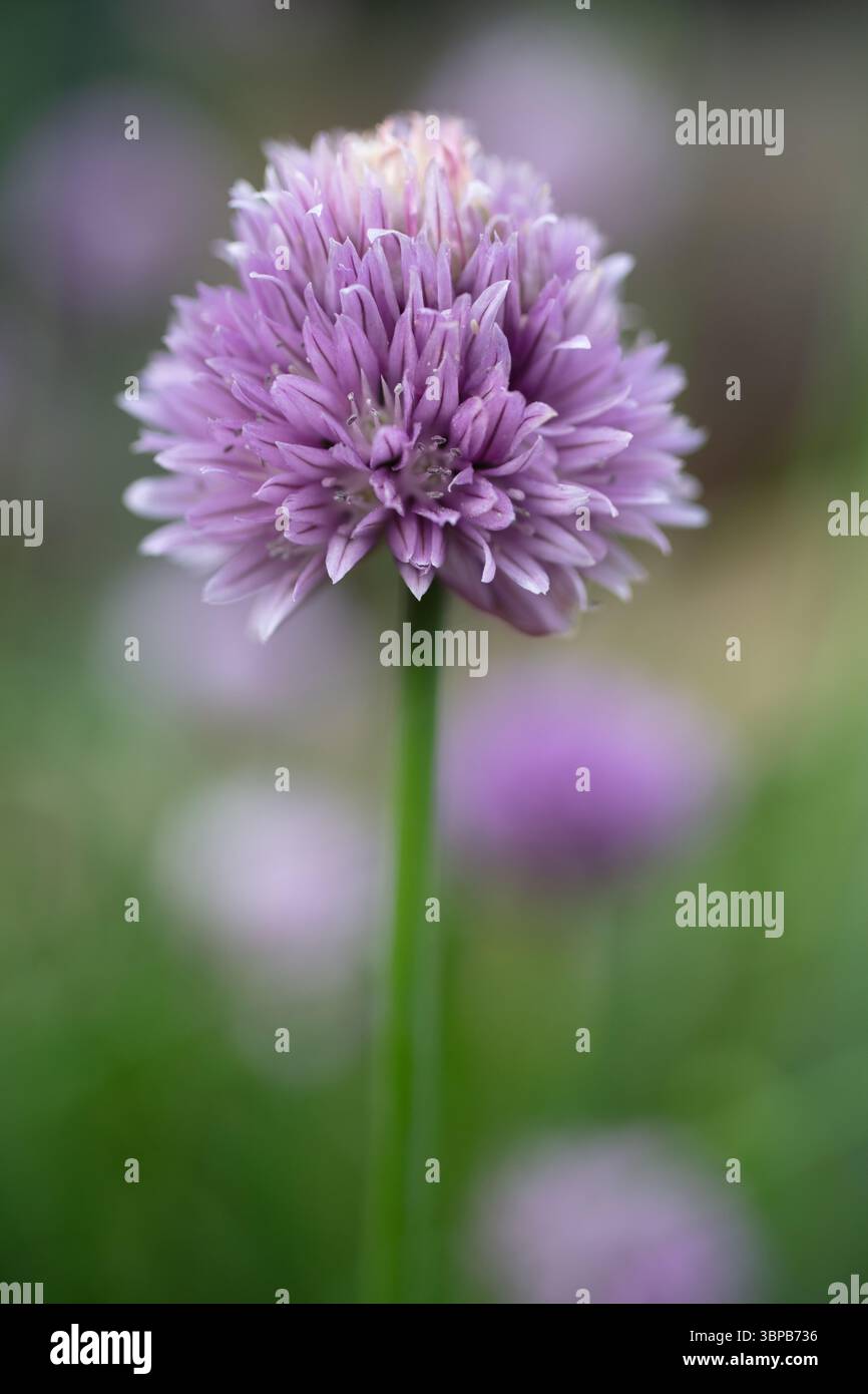 L'erba cipollina fiorisce Foto Stock