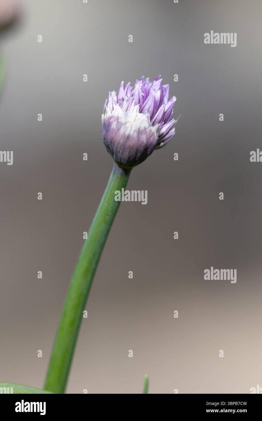 Focalizzazione selettiva dell'erba cipollina Foto Stock