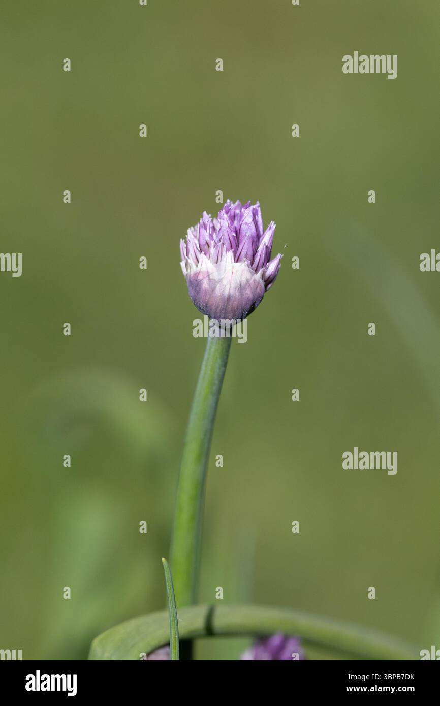 Focalizzazione selettiva dell'erba cipollina Foto Stock