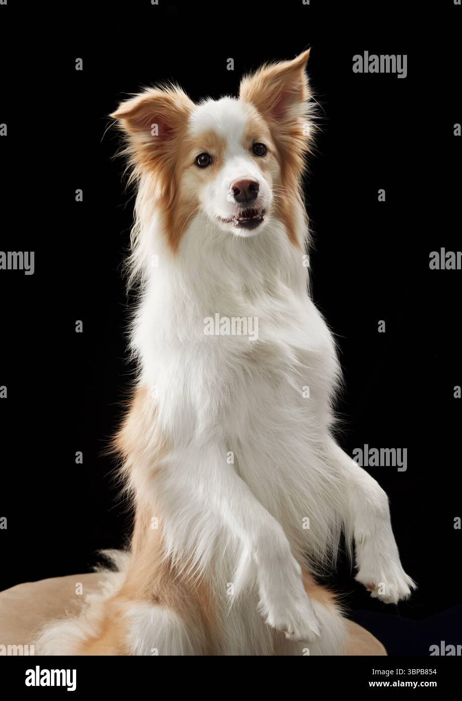 Un collie di confine solleva le zampe anteriori in una posizione giocosa. Il movimento viene congelato in uno studio fotografico verticale pulito. Foto Stock