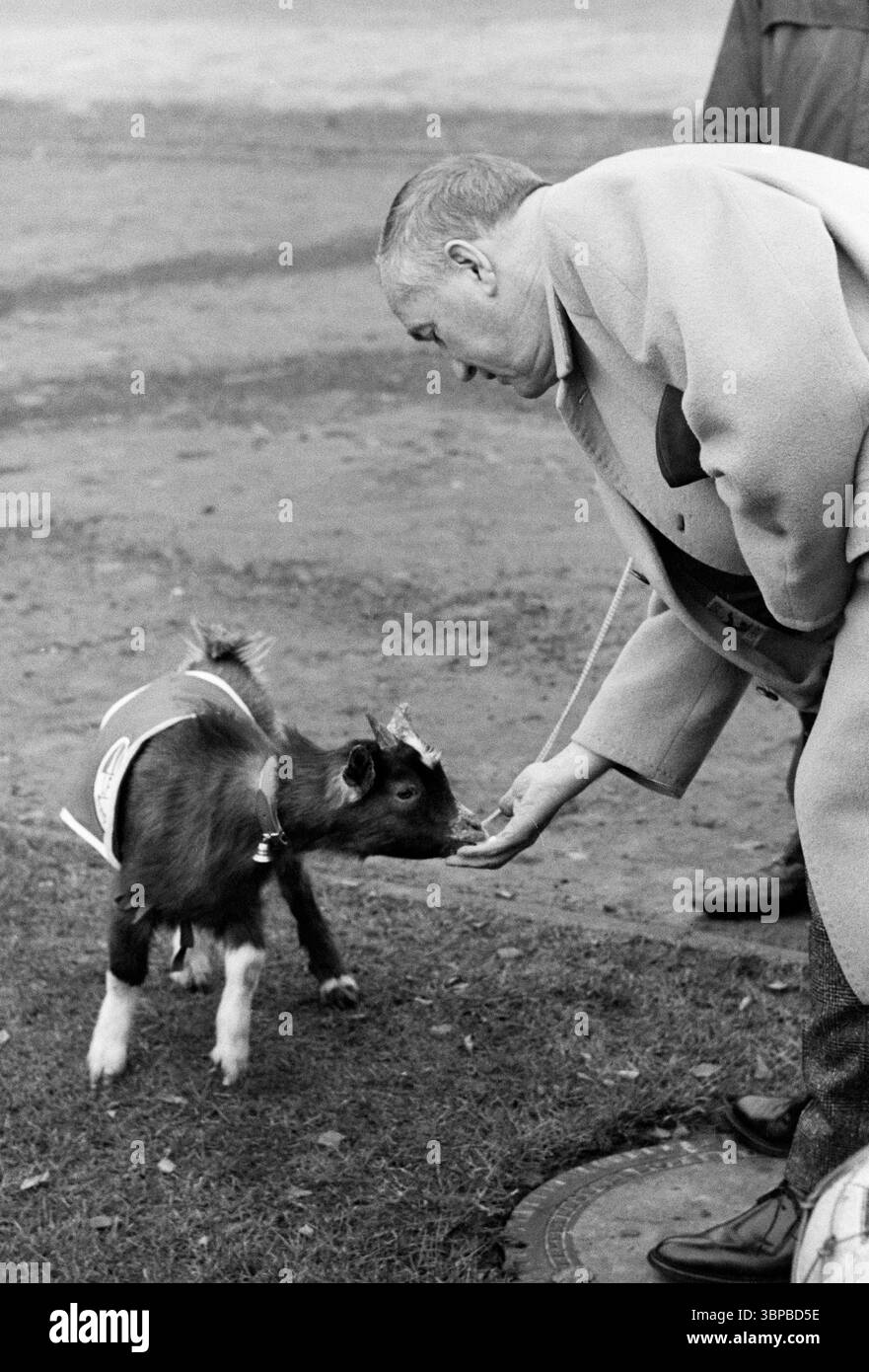 Anni sessanta, sport, calcio, Bundesliga, 1966/1967, 1) FC Koeln vs. Borussia Moenchengladbach 1-2, 26.11.1966, Muengersdorf Stadium di Colonia, Billygoat Hennes, mascotte del 1. FC Koeln, presidente del club Franz Kremer (Colonia) gli dà un pezzo di zucchero Foto Stock