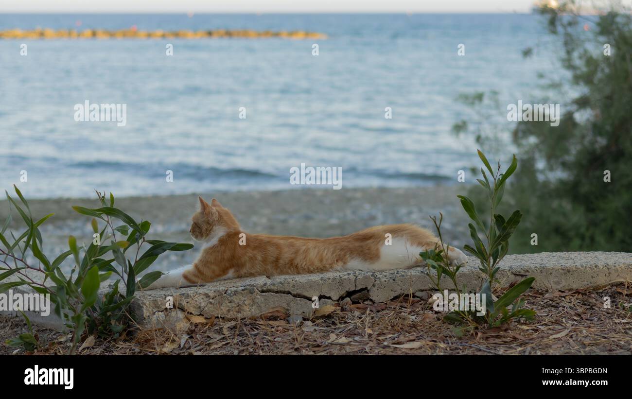 Un gatto disteso su un muro sulla spiaggia di dasoudi a Limassol Foto Stock
