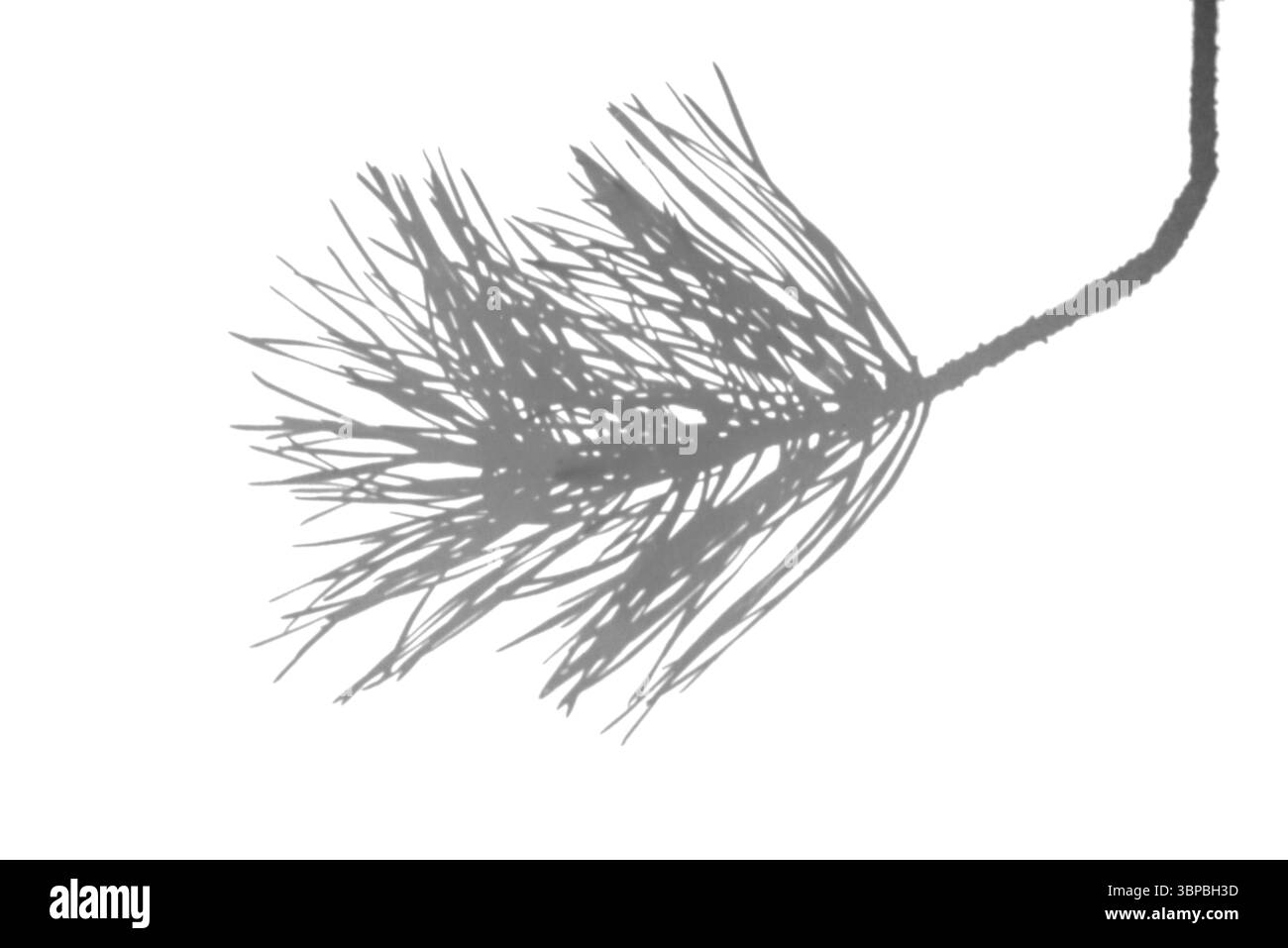 Silhouette realistica dell'ago di pino su bianco per effetti d'ombra e doppia esposizione Foto Stock