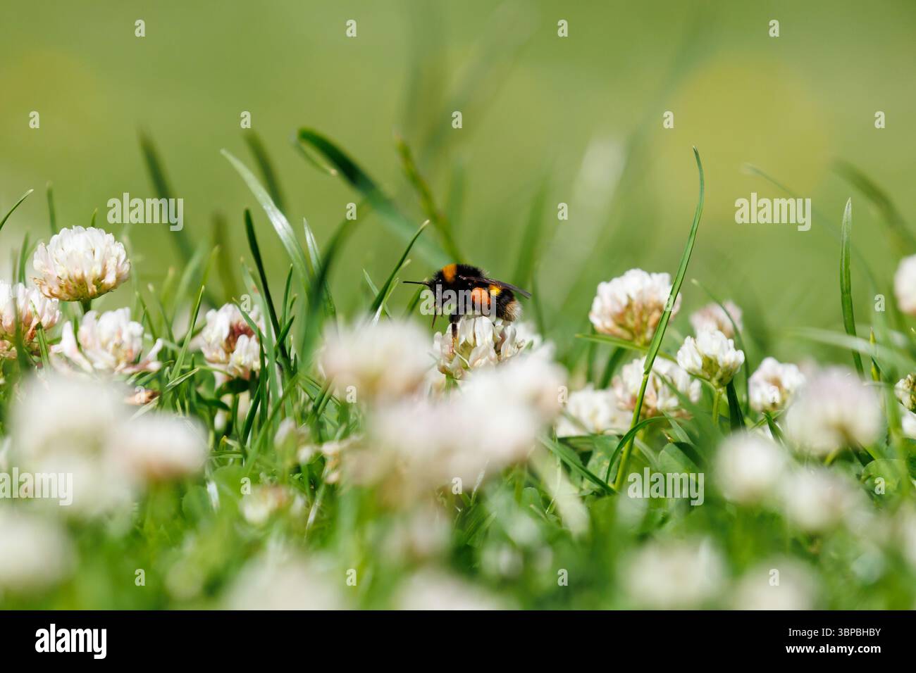 Un bumblebee dalla coda bianca, Bombus lucorum forgia sul trifoglio lasciato per crescere su un prato da giardino nel Sussex, Regno Unito Foto Stock