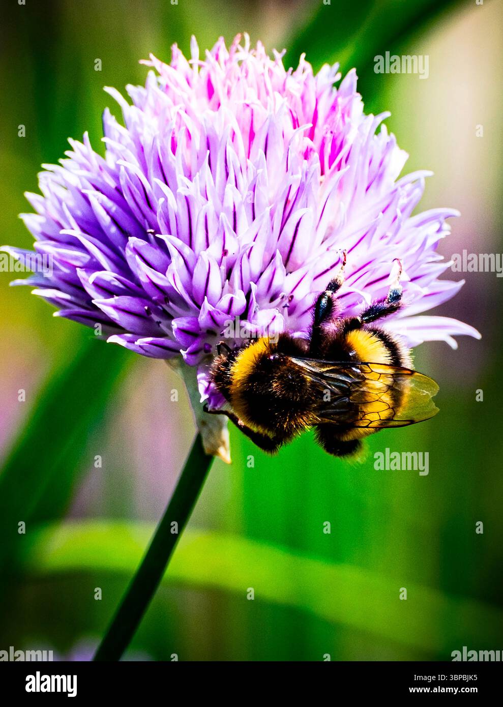 Un'ape che impollina un fiore di Allium hollandicum Foto Stock