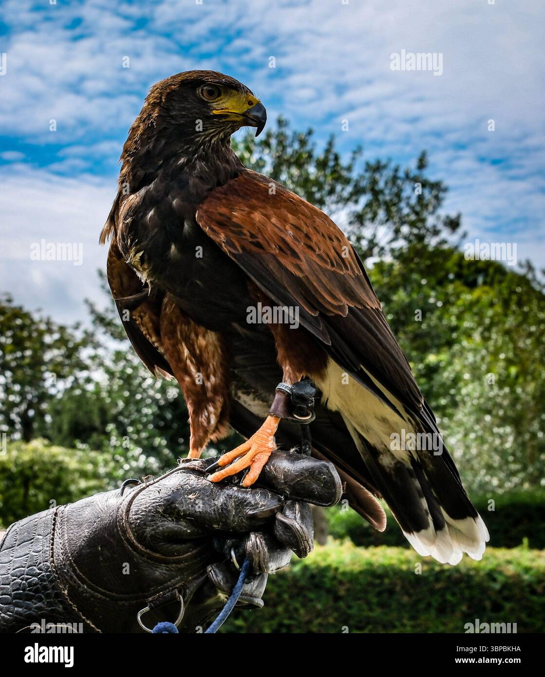 Il falco di Harris (Parabuteo unicinctus), precedentemente noto anche come falco alato di baia o falco scuro dell'Accademia Imperiale degli uccelli preti. Foto Stock