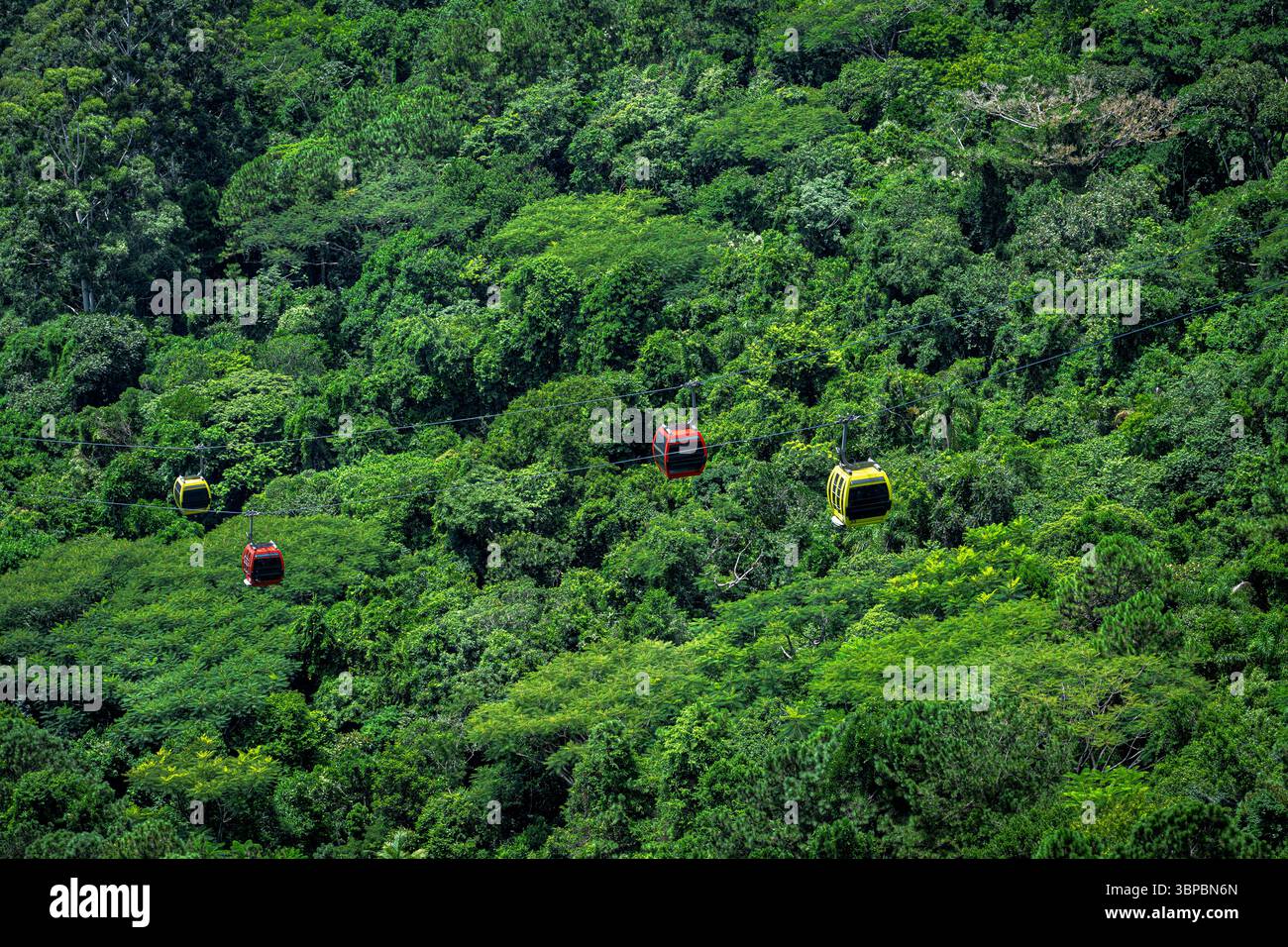 Le cabinovie si snodano su una lussureggiante foresta Foto Stock