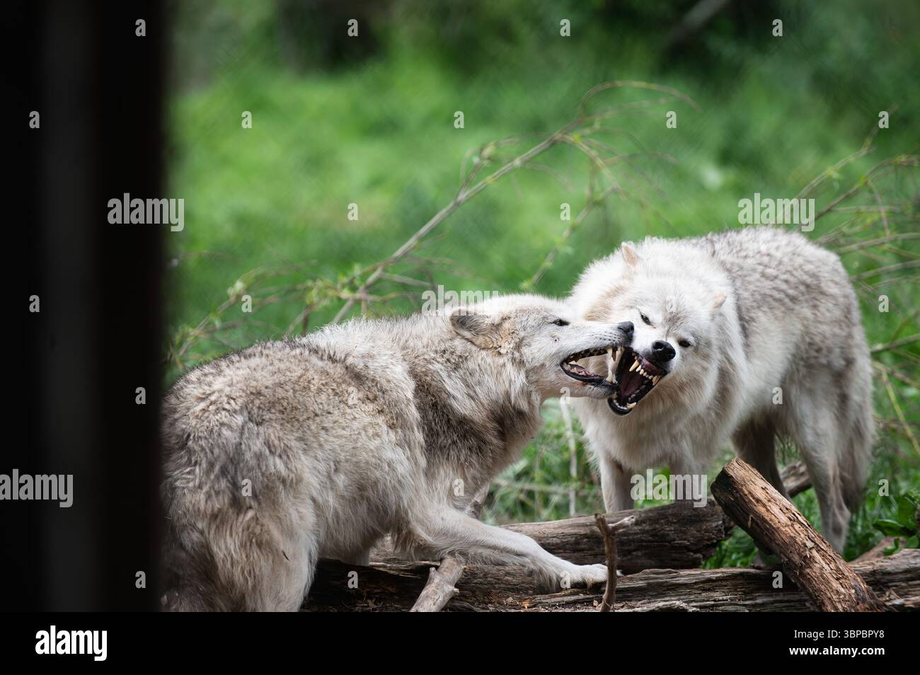Lupi grigi alla "Wolf Hollow" North American Wolf Foundation di Ipswich, Massachusetts. Foto Stock