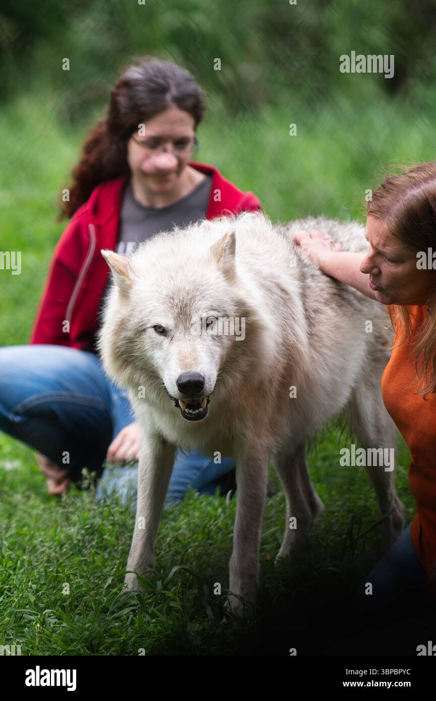 Lupi grigi alla "Wolf Hollow" North American Wolf Foundation di Ipswich, Massachusetts. Foto Stock