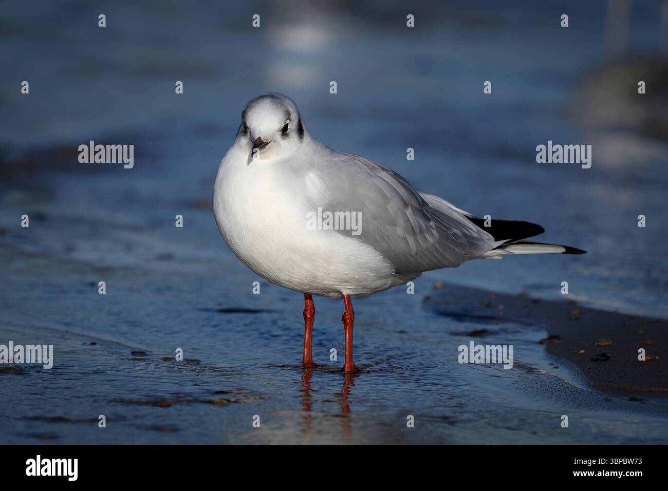 Black Head Gull, Larus ridibundus, uccello piumato invernale adulto in piedi su una spiaggia di sabbia bagnata Norfolk November Foto Stock