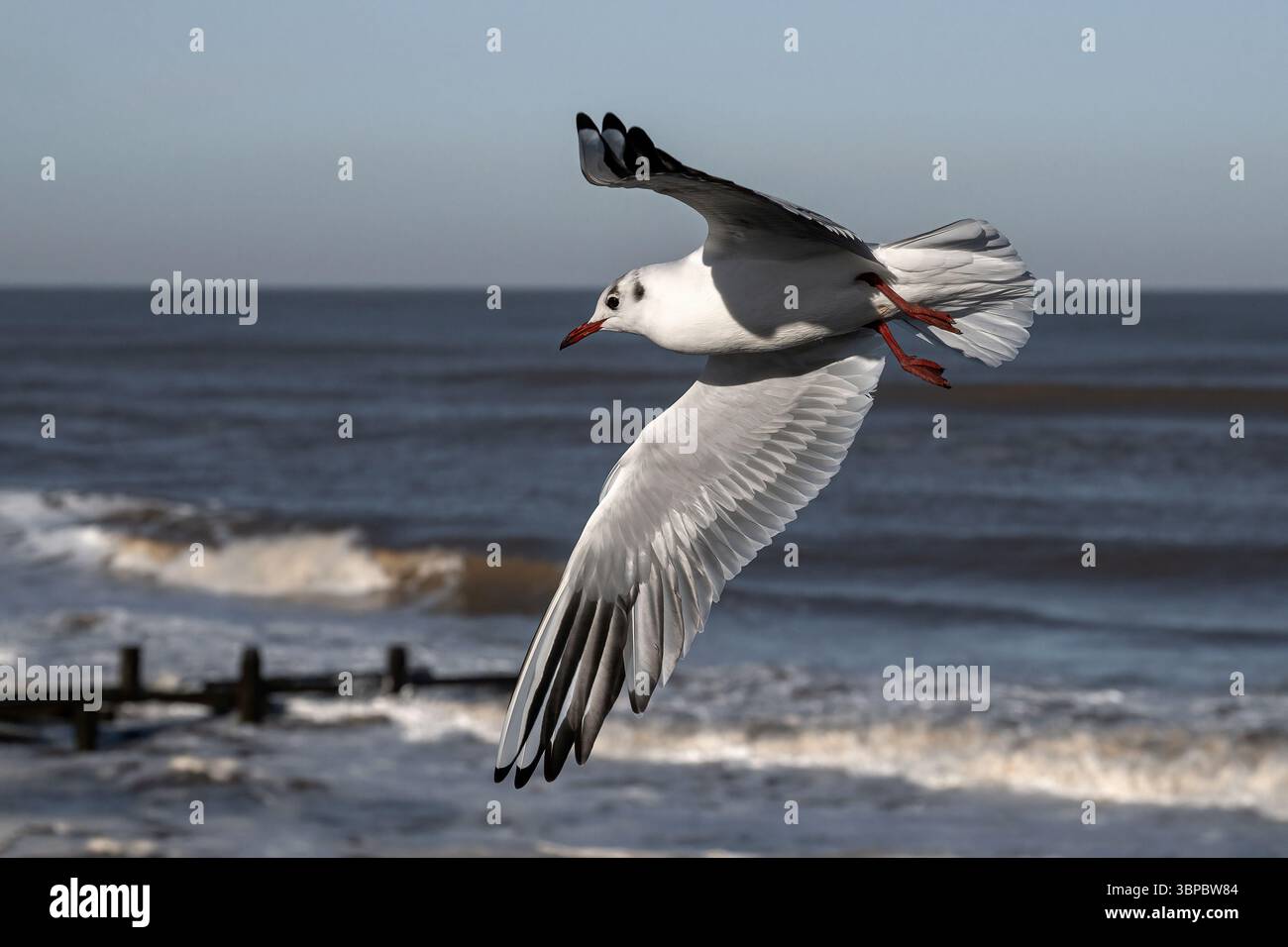 Black Head Gull, Larus ridibundus, uccello plumage non riproduttore invernale in volo Norfolk January Foto Stock